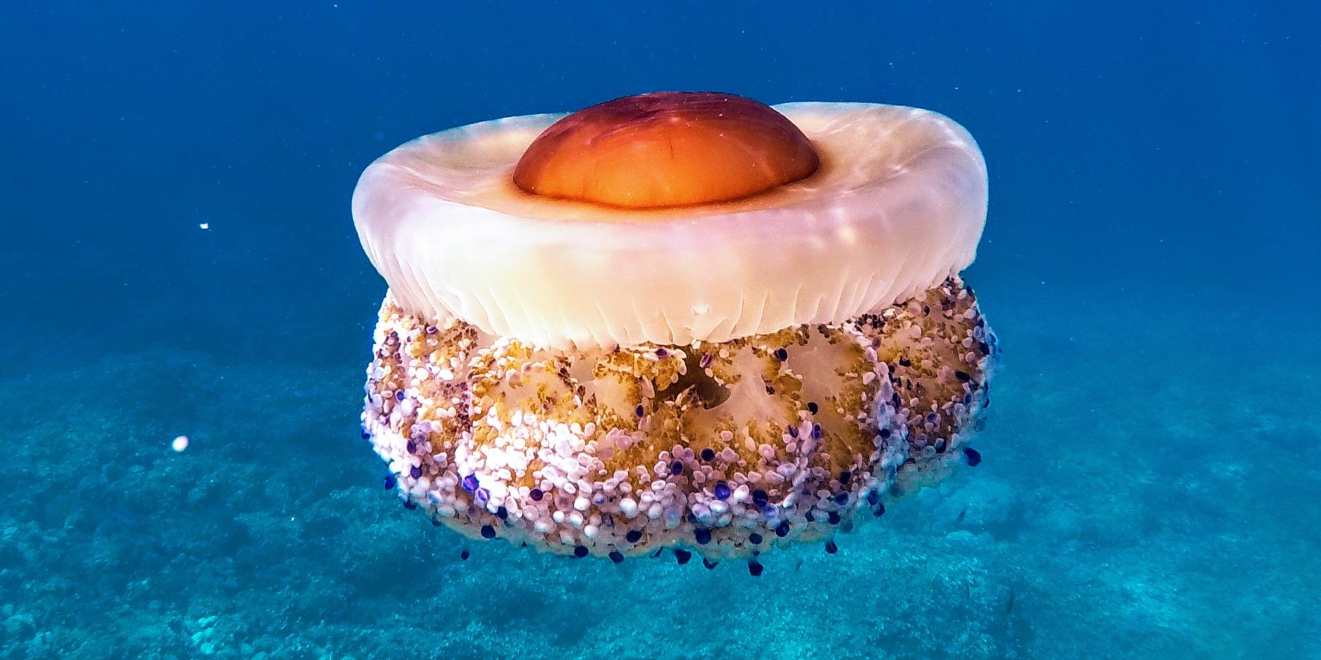 Puntura medusa