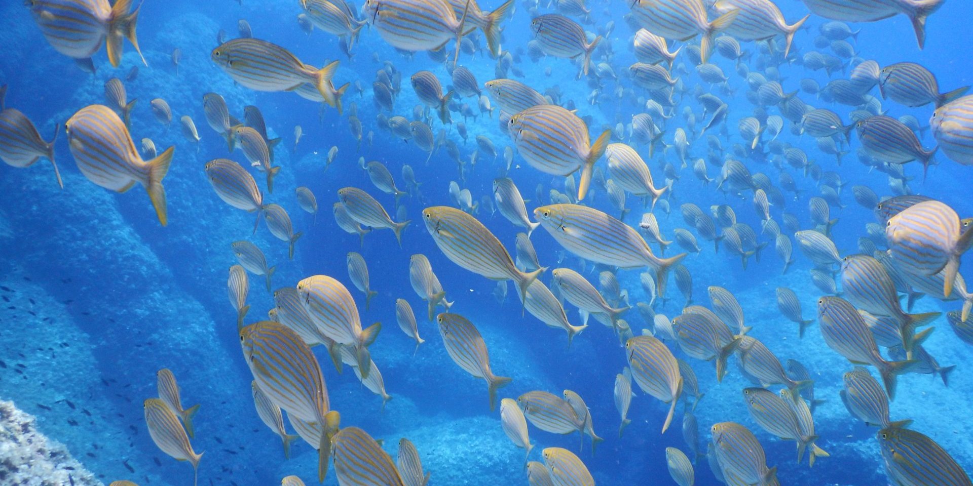 foto sott'acqua di snorkeling a portofino