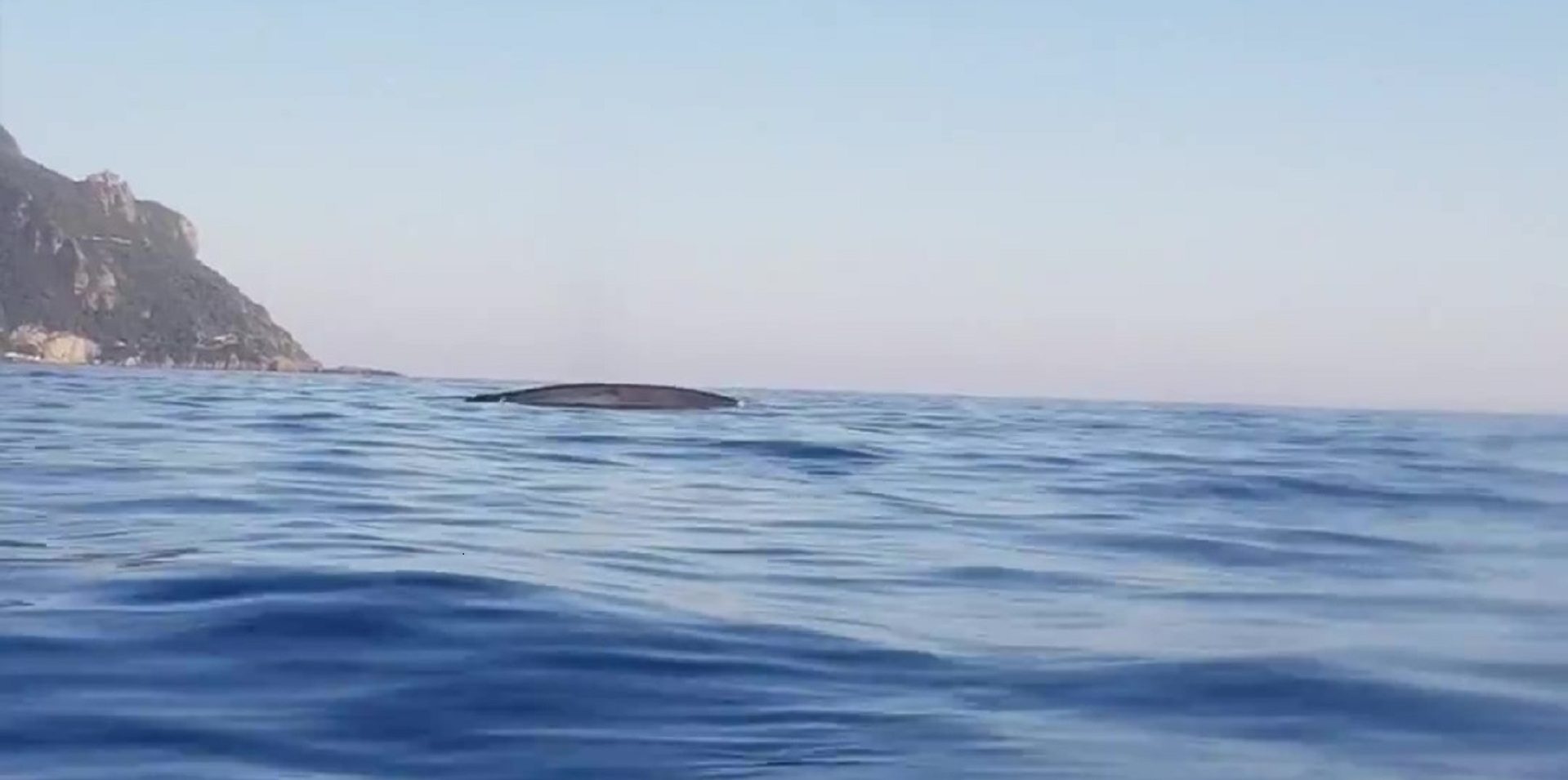 balena kayak