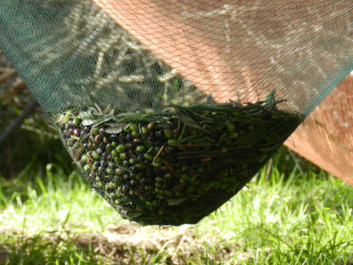 raccolta delle olive nel parco di portofino